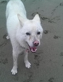 Sandy Dog Loves Beach
