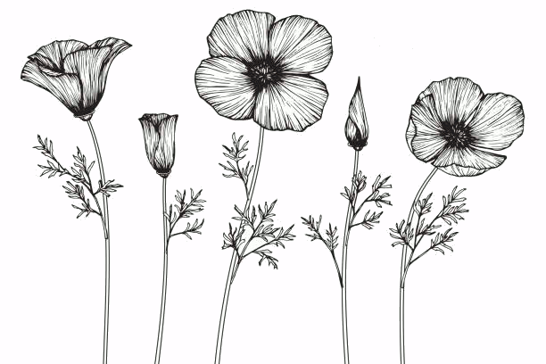drawing of poppies